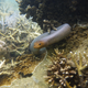 An Olive sea snake approaching a diver.